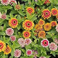 Vista 116 de Eden Brothers - Semillas de zinnia, cactus con flores, sin OMG, plantar en primavera, paquete, flores de bajo mantenimiento, zonas 3, 4, 5, 6, 7, 8