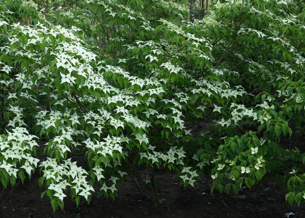 SAFLAX Kit cadeau Cornouiller du Japon 30 graines Cornus kousa var. chinensis