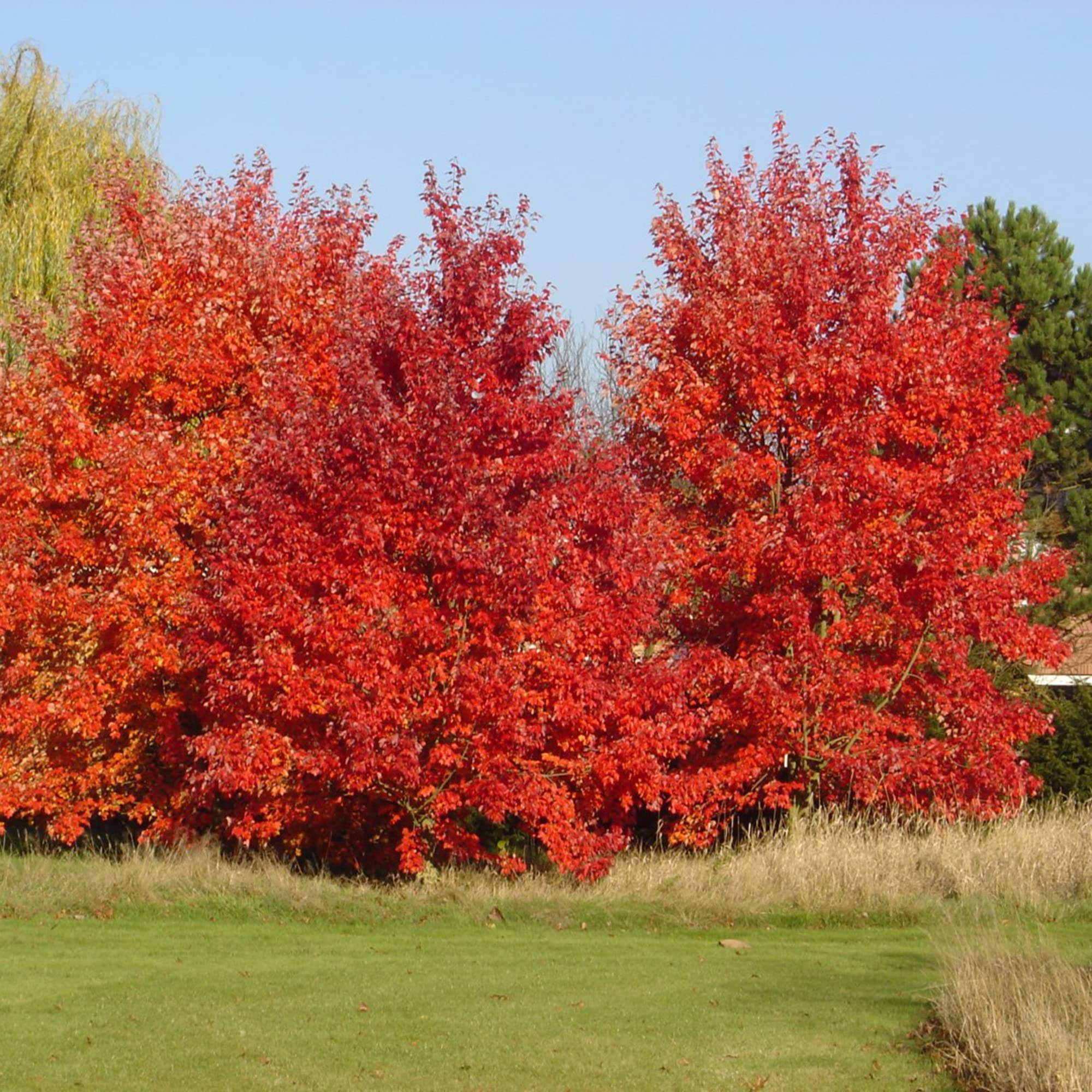 Buy Acer Rubrum 'October Glory' Red le Shade Tree Showy Rain Garden Air