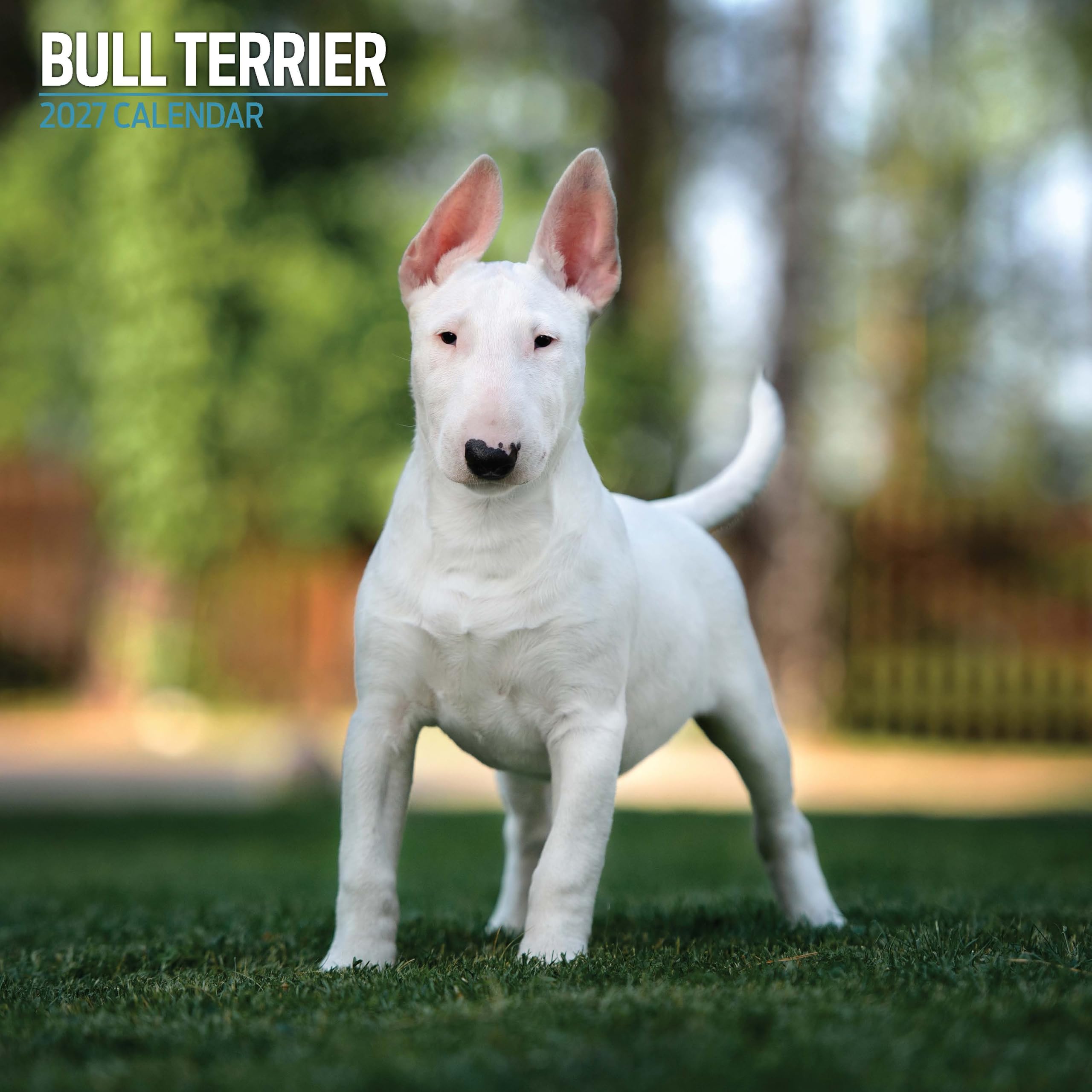 Bull Terrier 2027 Traditional Calendar