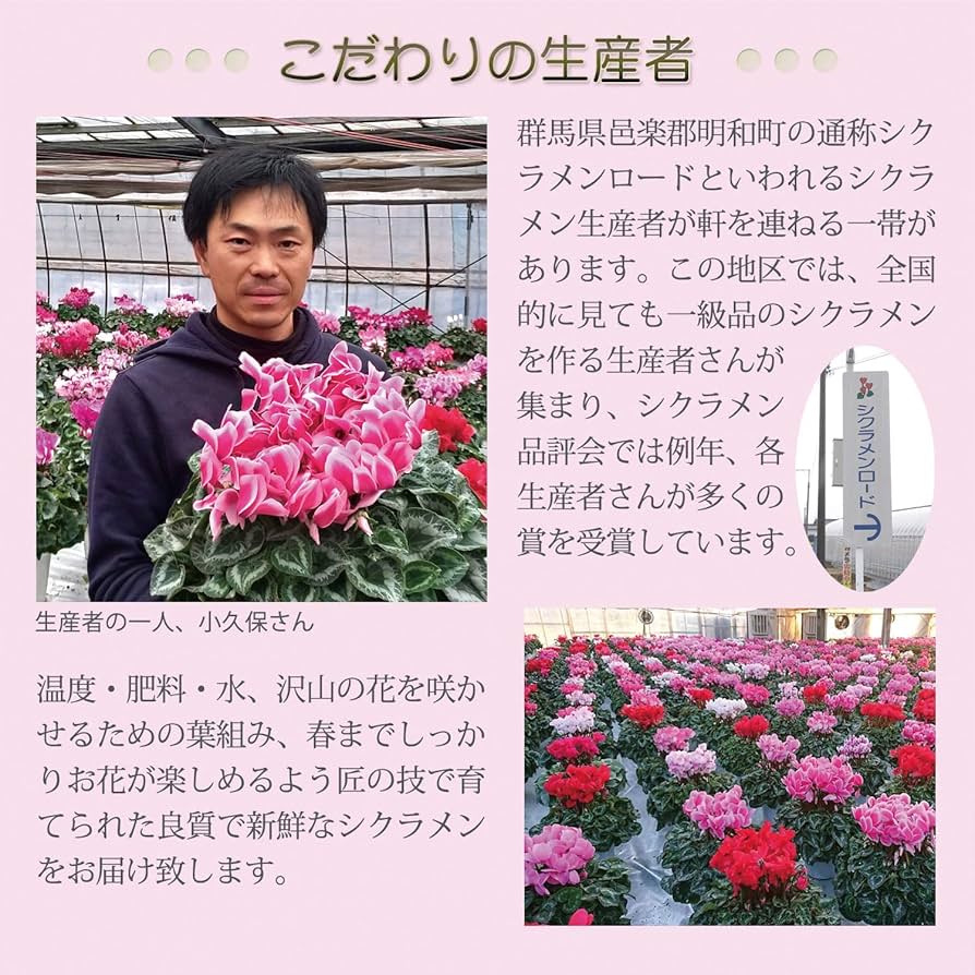 ＊桜＊　サンタクロース(大と小) とシクラメンの鉢植え3色セット ガーデンシクラメン 花色おまかせ 3~3.5号(3ポット) | チャーム