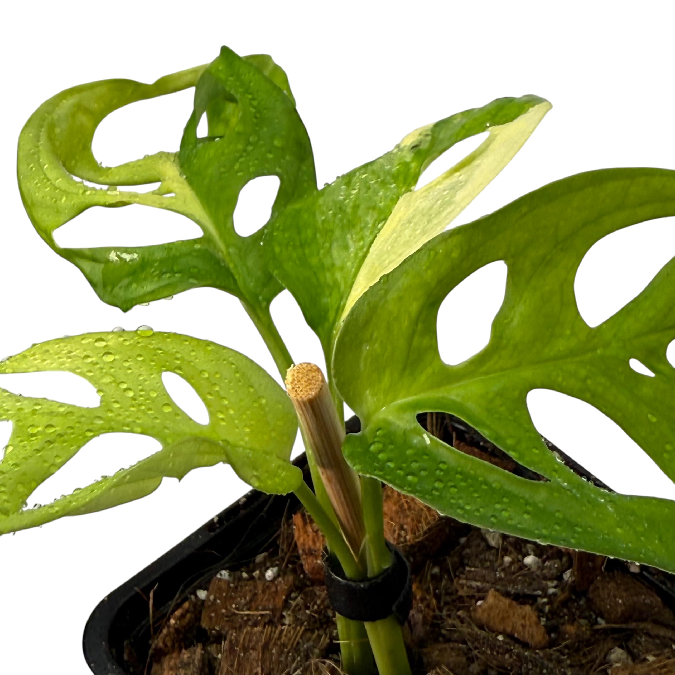 Monstera adansonii aurea variegata  seltene Zimmerpflanze mit Panaschierung  | Kletterpflanze fr Moosstab, Rankstab & Indoor Jungle | exklusive  Sammler-Pflanze fr Wohnrume : Amazon.de: Garten