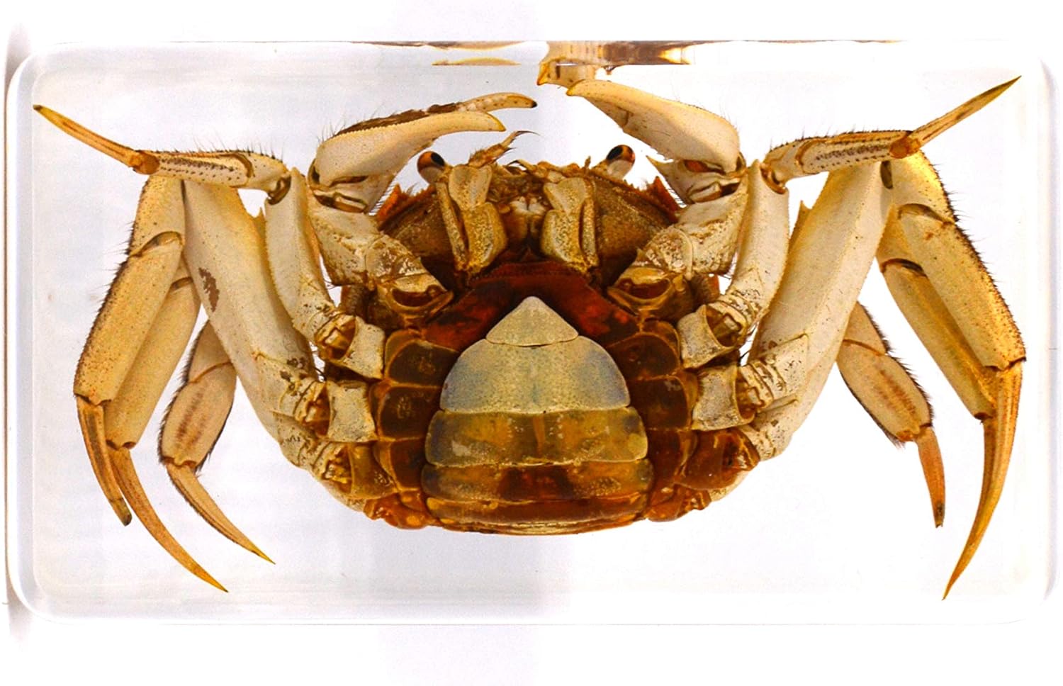 Amazon 透明標本制作所 樹脂封入 標本 カニ Dタイプ 蟹 本物 生物 昆虫 観察 生体 剥製 文鎮 アクリル封入 レジン 生物 動物 人体 おもちゃ