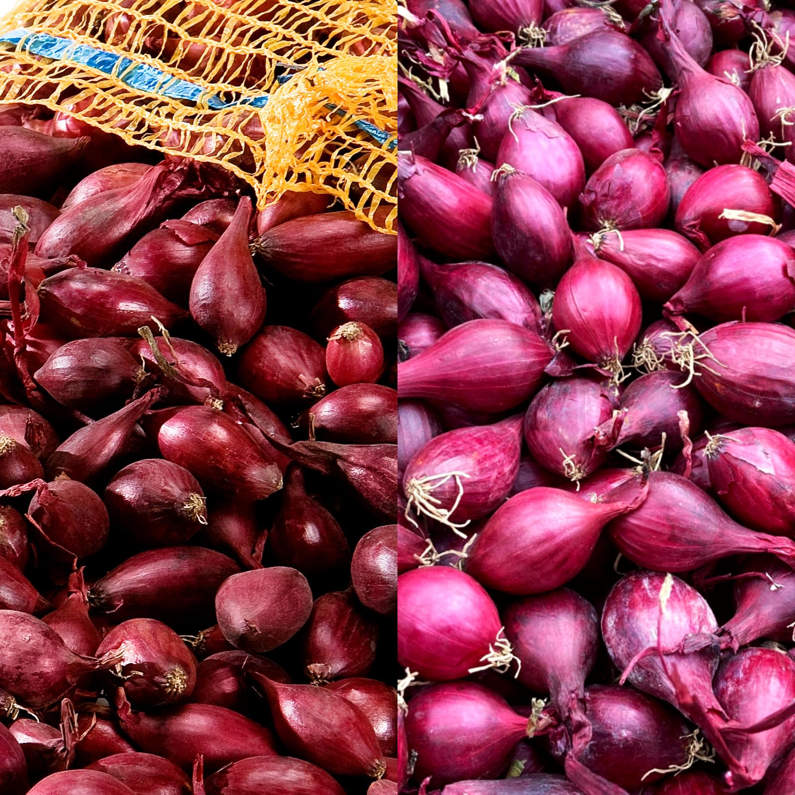 Carbeth Plants - Red Onion Sets 500g Mix