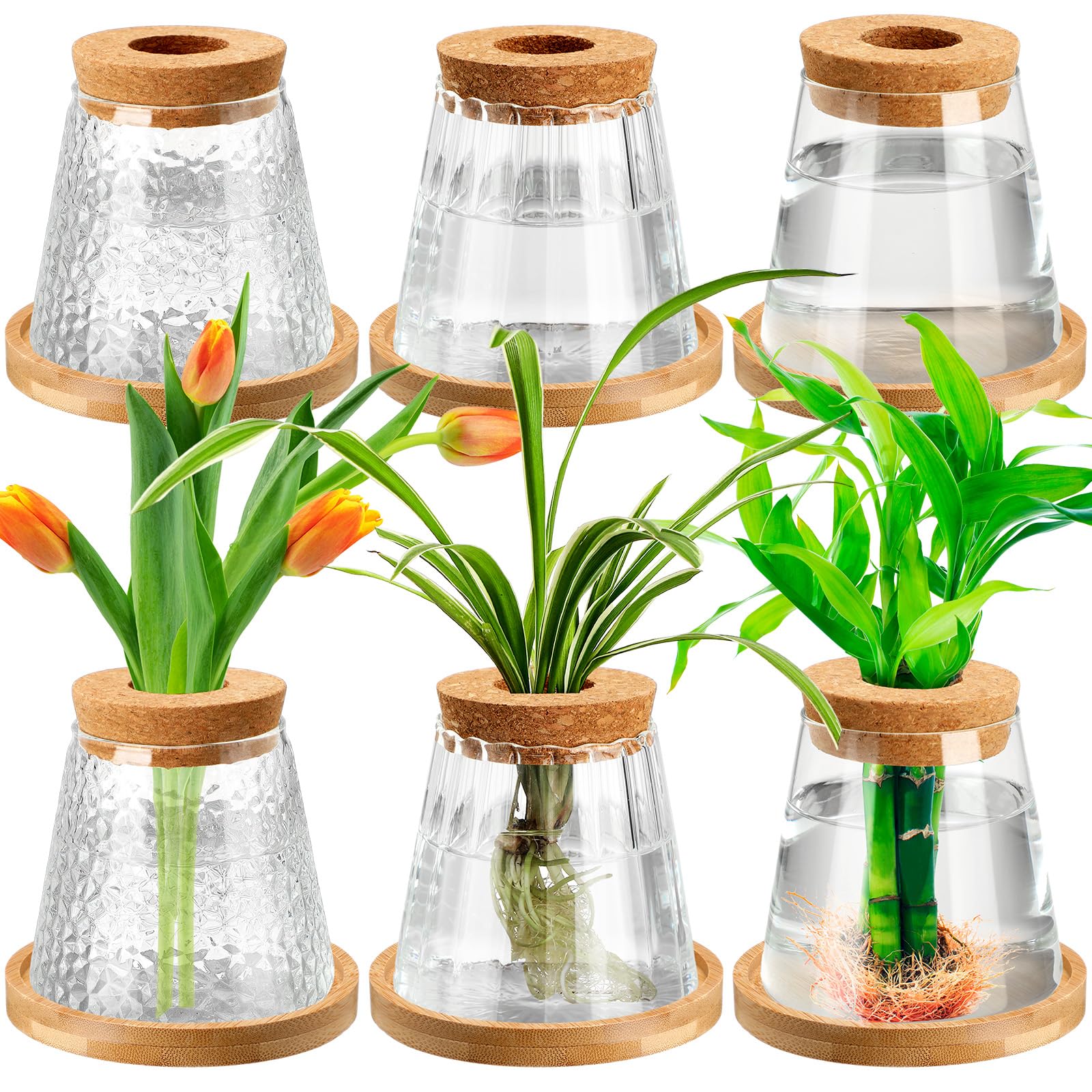 Amazon.com : Beeveer 6 Pcs Plants Propagation Station Separated