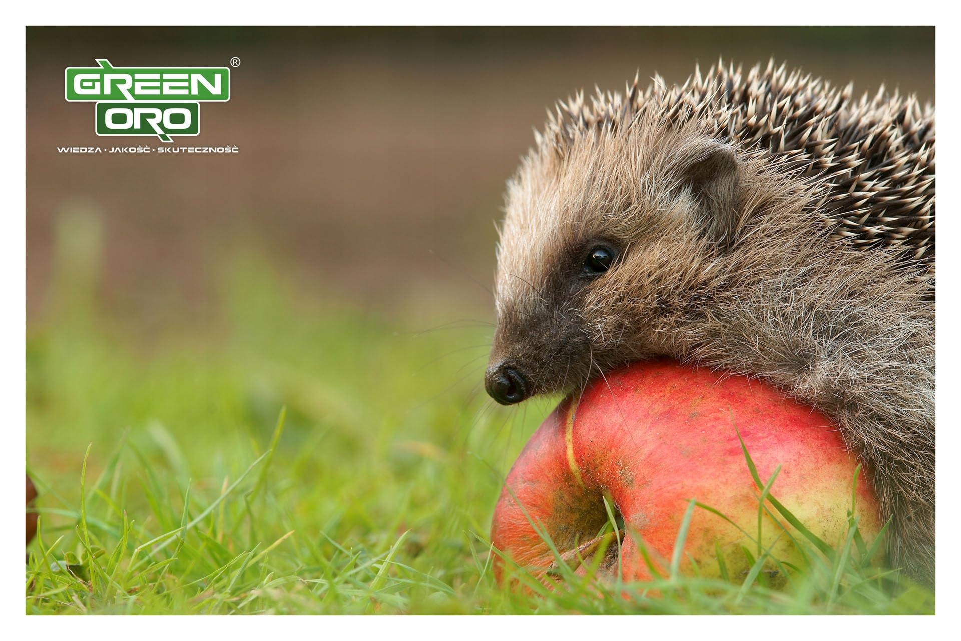 GREEN AKI 5KG - Jesienny, wysoko skoncentrowany nawóz do trawników, traw ozdobnych i traw pampasowych.