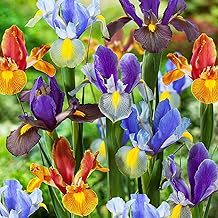Outdoor Perennial Flower Bulbs - 50 Dutch Tiger Mischung Iris Bulbs - Mix of 5 Varieties and Colours - Exclusive Plants from Holland - for Garden and Pot (not seeds, not artificial)