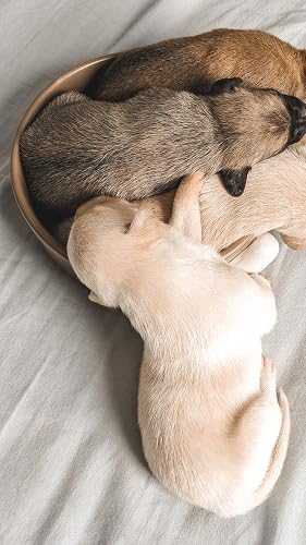 Chiot fond d'écran HD – vue 2
