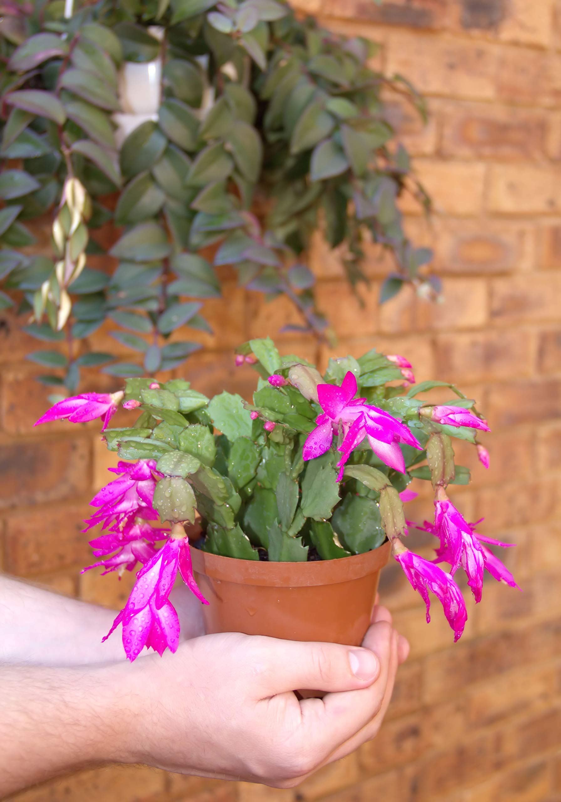 Zygo Cactus Air Purifying Plant Mature Live Red Christmas Cactus Plant  (Schlumbergera) - Flowering Holiday Succulent Flowering Holiday Cactus