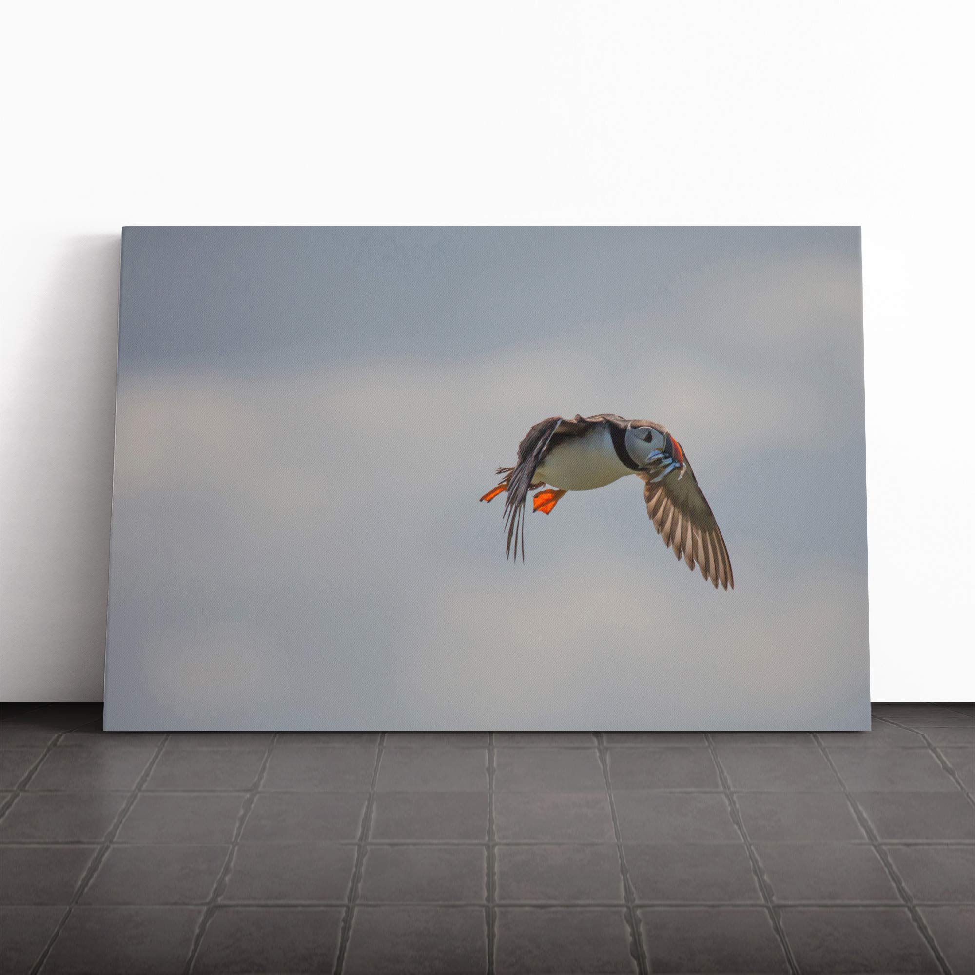 Hunting Puffin Bird Canvas Print | Gallery Wrapped 30mm Frame Wall Art | 24x16 inches | Ready to Hang | Modern Animals Picture | Living Room Bedroom Lounge Office