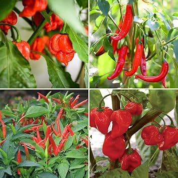 Spice Scale Chilli Seeds Multi-Pack - 4 Chilli Pepper Varieties Including Cayenne & Birds Eye