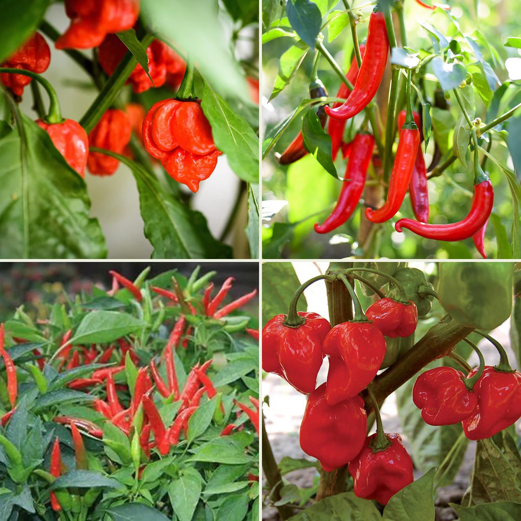 Spice Scale Chilli Seeds Multi-Pack - 4 Chilli Pepper Varieties Including Cayenne & Birds Eye