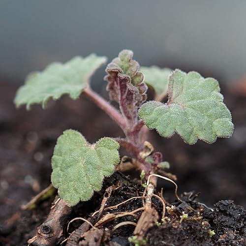 Miniatura 2 de Seed Needs Semillas de menta para plantar un jardín de hierbas para interiores y exteriores, reliquia sin OMG y plantas herbales no tratadas, ideal