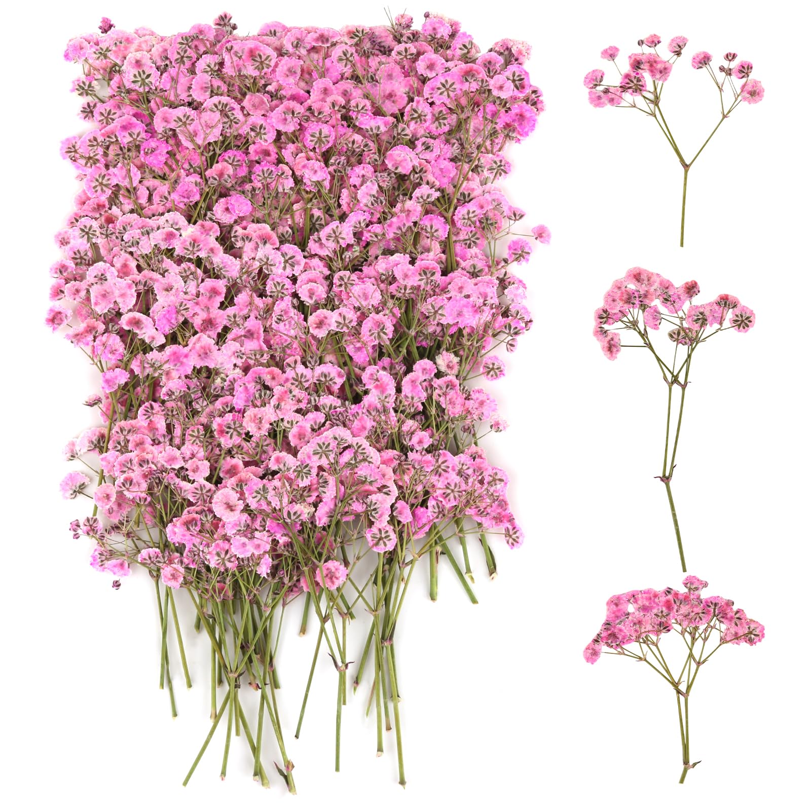 100 Stück Schleierkraut Getrocknet, Trockenblumen Schleierkraut, Trockenblumen zum Basteln, Getrocknete Blumen Klein für DIY Fotorahmen, Lesezeichen, Grußkarten (Pink)