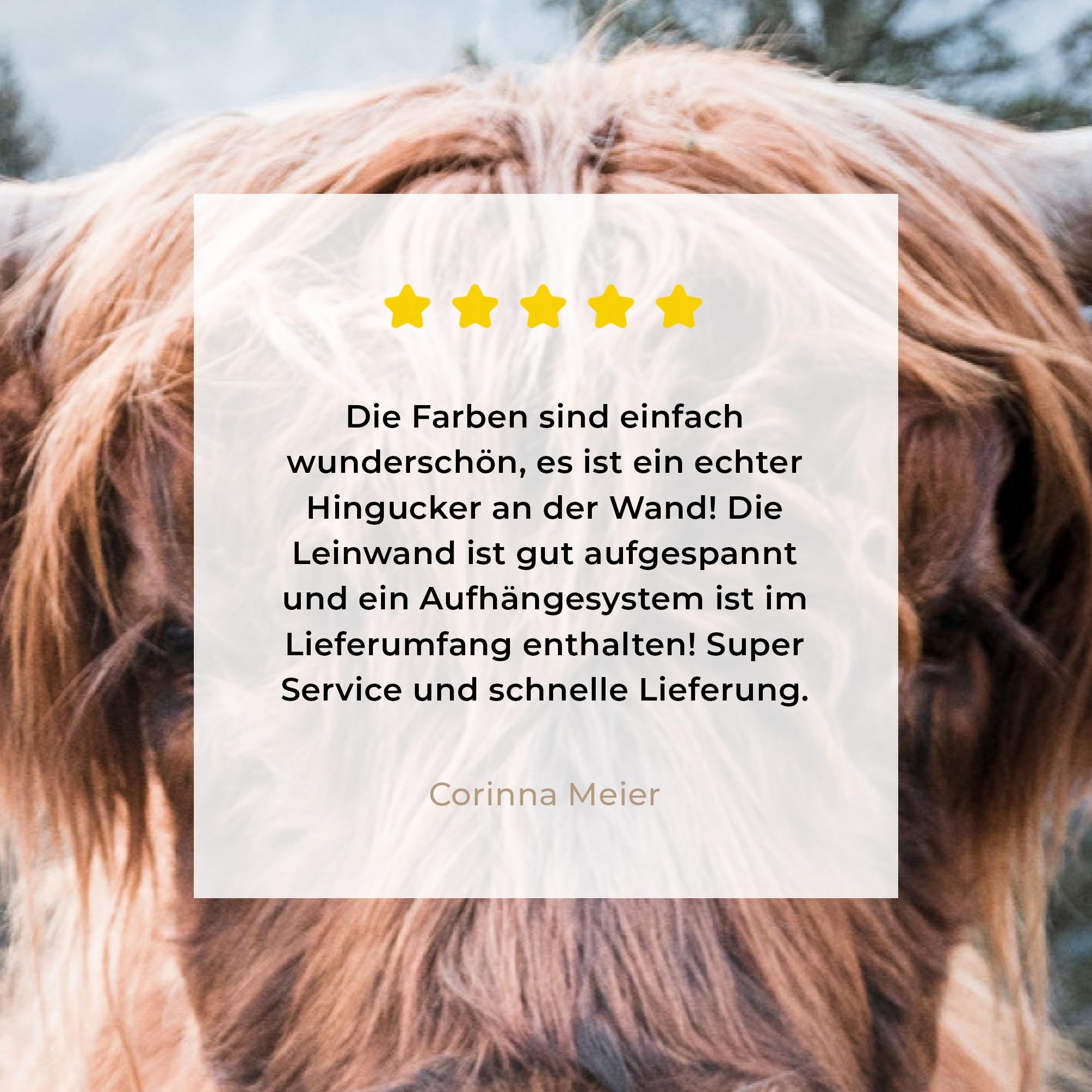MuchoWow Leinwand Bilder, Einzigartige Wanddeko mit Rahmen, Schottischer Highlander - Berge - Porträt, Wandbilder Wohnzimmer, Deko Schlafzimmer 150x100 cm