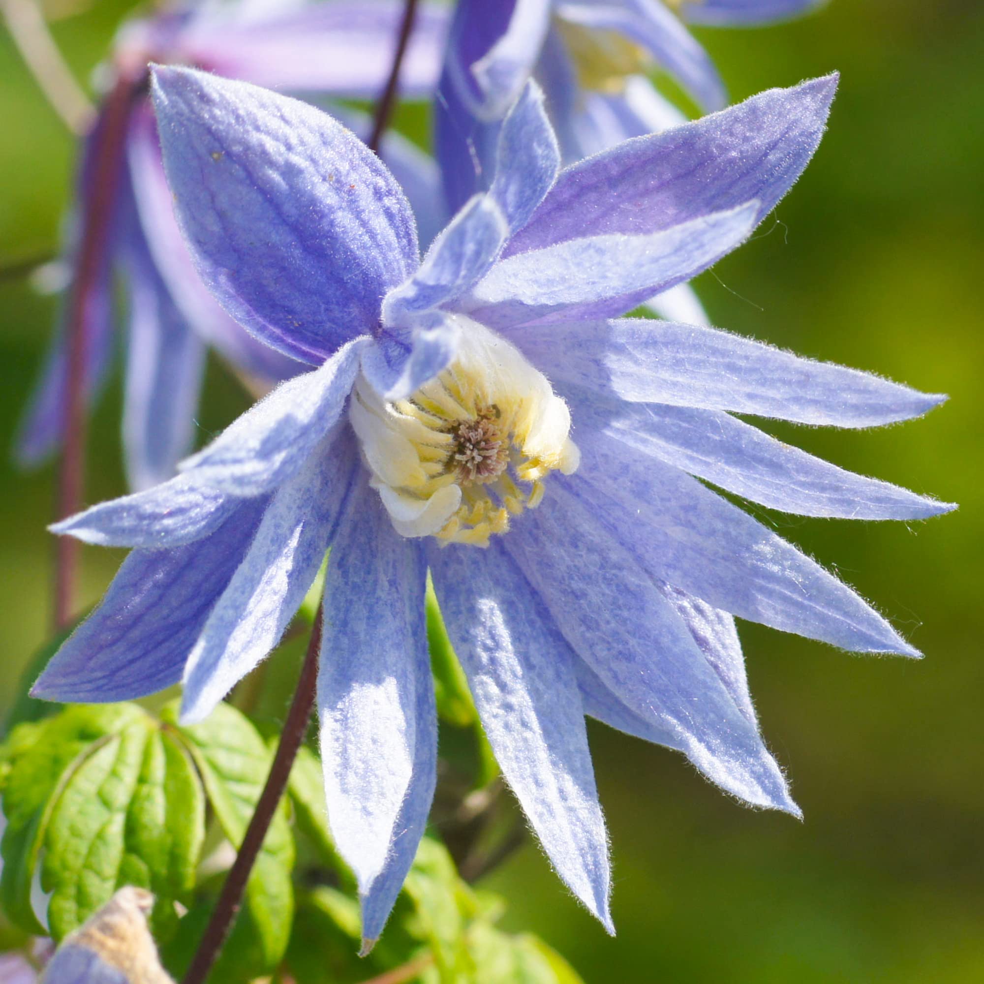 GardenersDream Clematis Alpina - Kletterpflanzen Winterhart Blau - Clematis Winterhart Mehrjährig Pflanze - Balkon Pflanzen Frühblüher