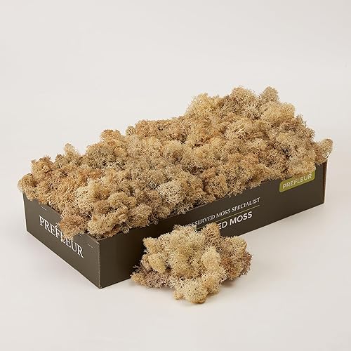 Miniatura 11 de Musgo de Reno Preservado Verde Natural Kit de Bricolaje Arte de Jardinería Decoración de Pared Decoración de Floristería Decoración de Mesa