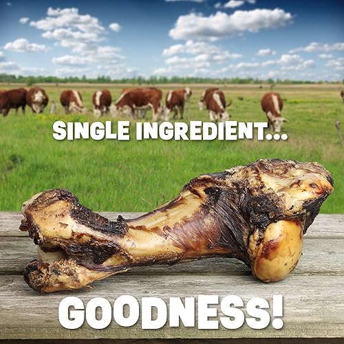 Miniatura 2 de Huesos de perro para masticadores agresivos | Hueso de húmero de carne de res ahumada de nogal de 11 a 13 pulgadas | Golosinas de hueso de perro