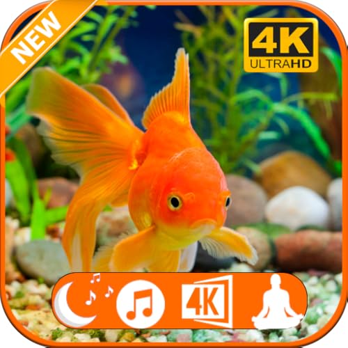 Amazing Fish Aquariums In 4K