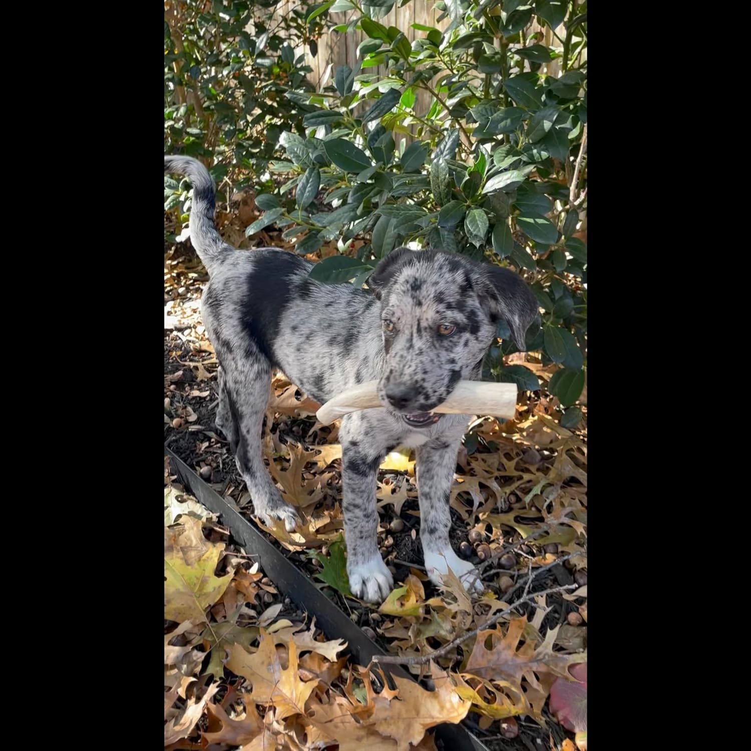 Medium Antler Dog Chews 3 Pack 5 to 7 inches, Recommended for 20 to 35 lbs, Organic, Odorless, Naturally Shed, USA