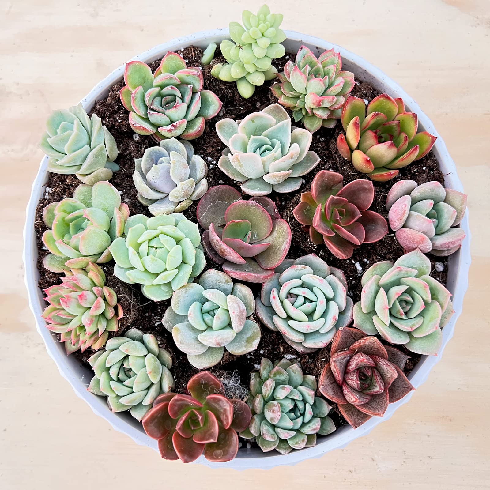 Amazon.com : Sprout N Green 3 Assorted Succulents with Root, 3