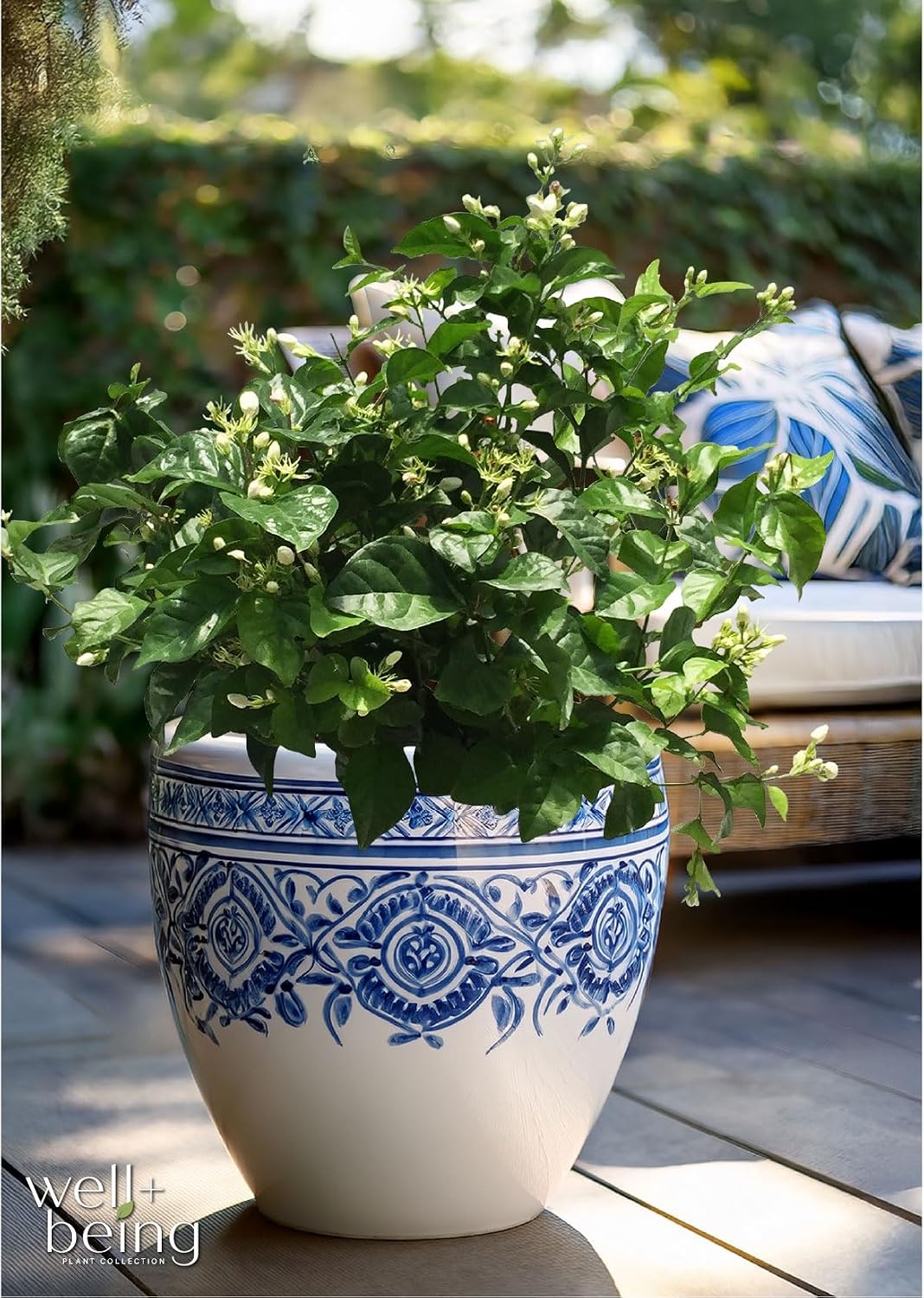 Nature's Way Farms Jasmine Sambac Live Flowering Plant (25-30 in. Tall) in Grower Pot Comes Without Flowers