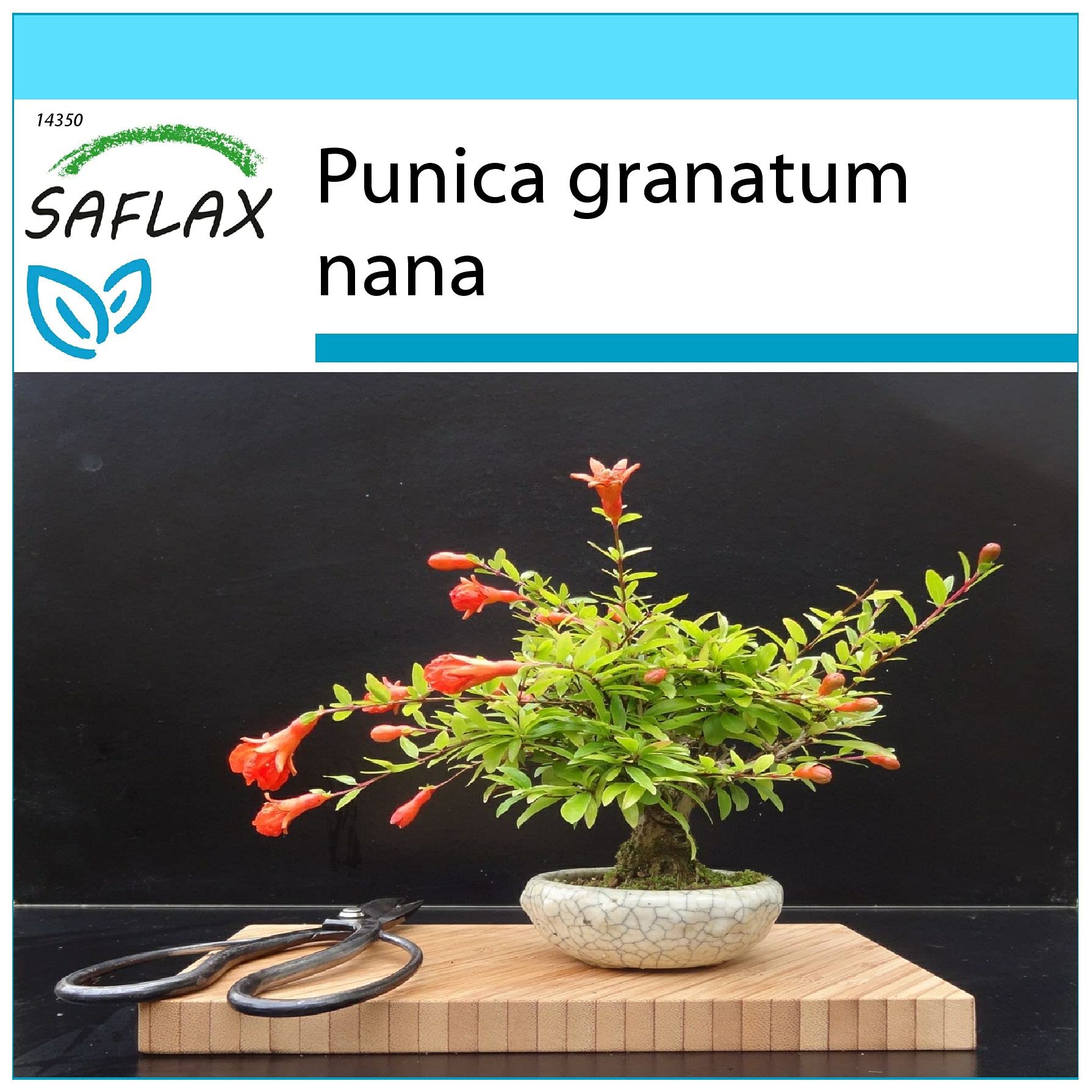 SAFLAX - Set regalo - Granado enano - 50 semillas - Con caja regalo/envío, etiqueta para envío, tarjeta de felicitación y sustrato de cultivo y fertilizante - Punica granatum nana