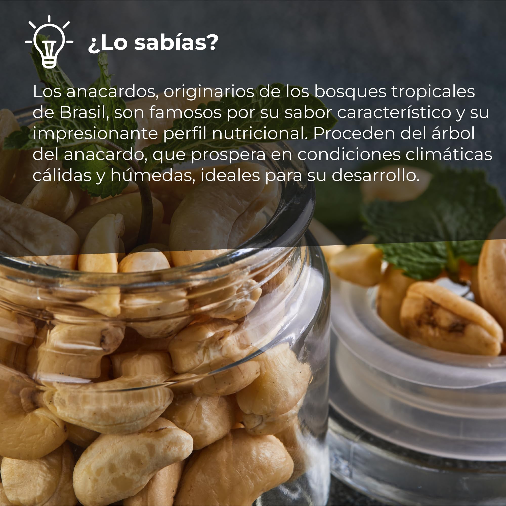 Anacardos Salados Enteros | 1 Kg de Piezas de Frutos Secos de Origen 100% Natural | Nuez Sin Cáscara | Anacardium Occidentale | Tostados | Cashews nuts | Dieta vegana y vegetariana