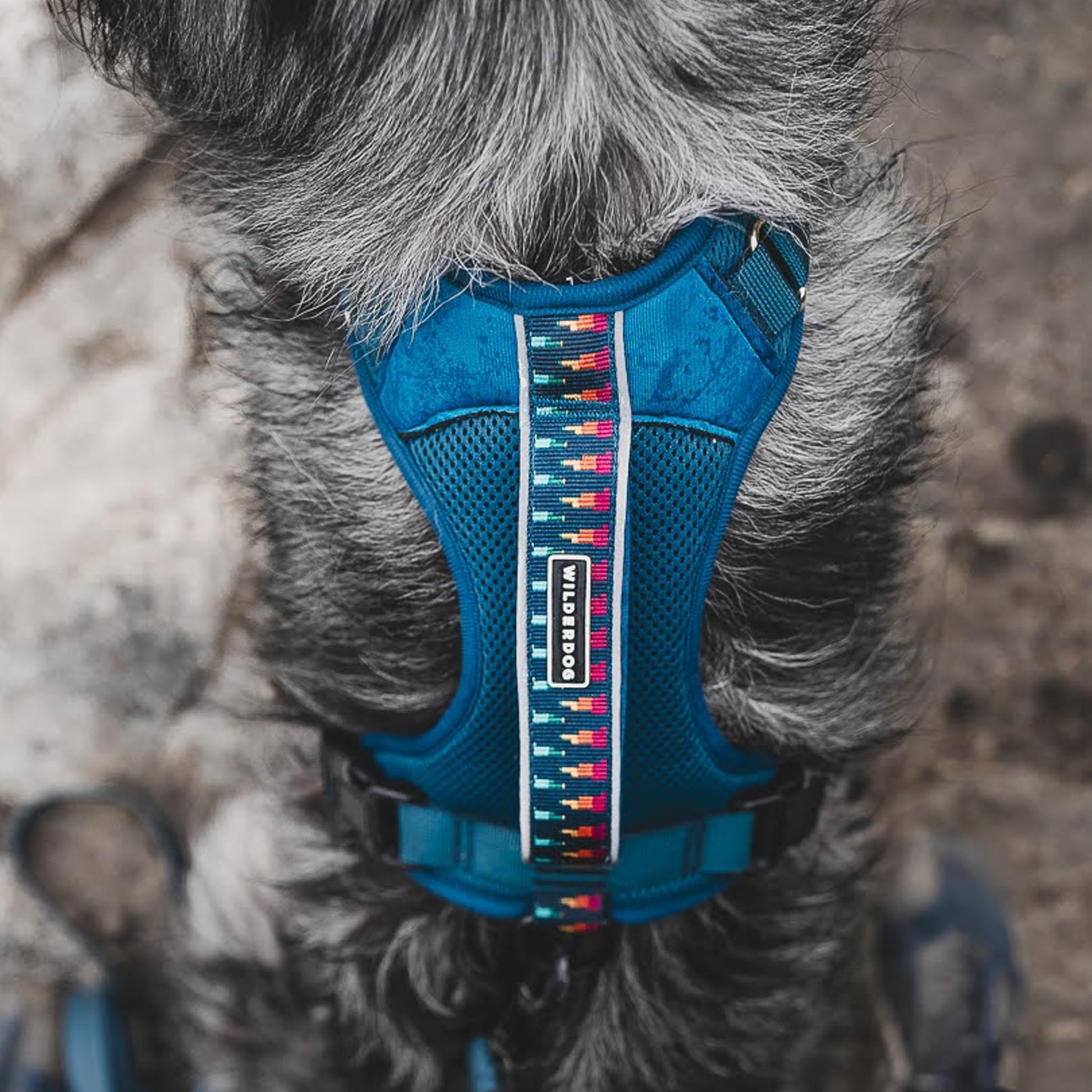 Wilderdog Arnés Ligero para Perro con Correas Reflectantes, tamaño Mediano, Color Azul pacífico