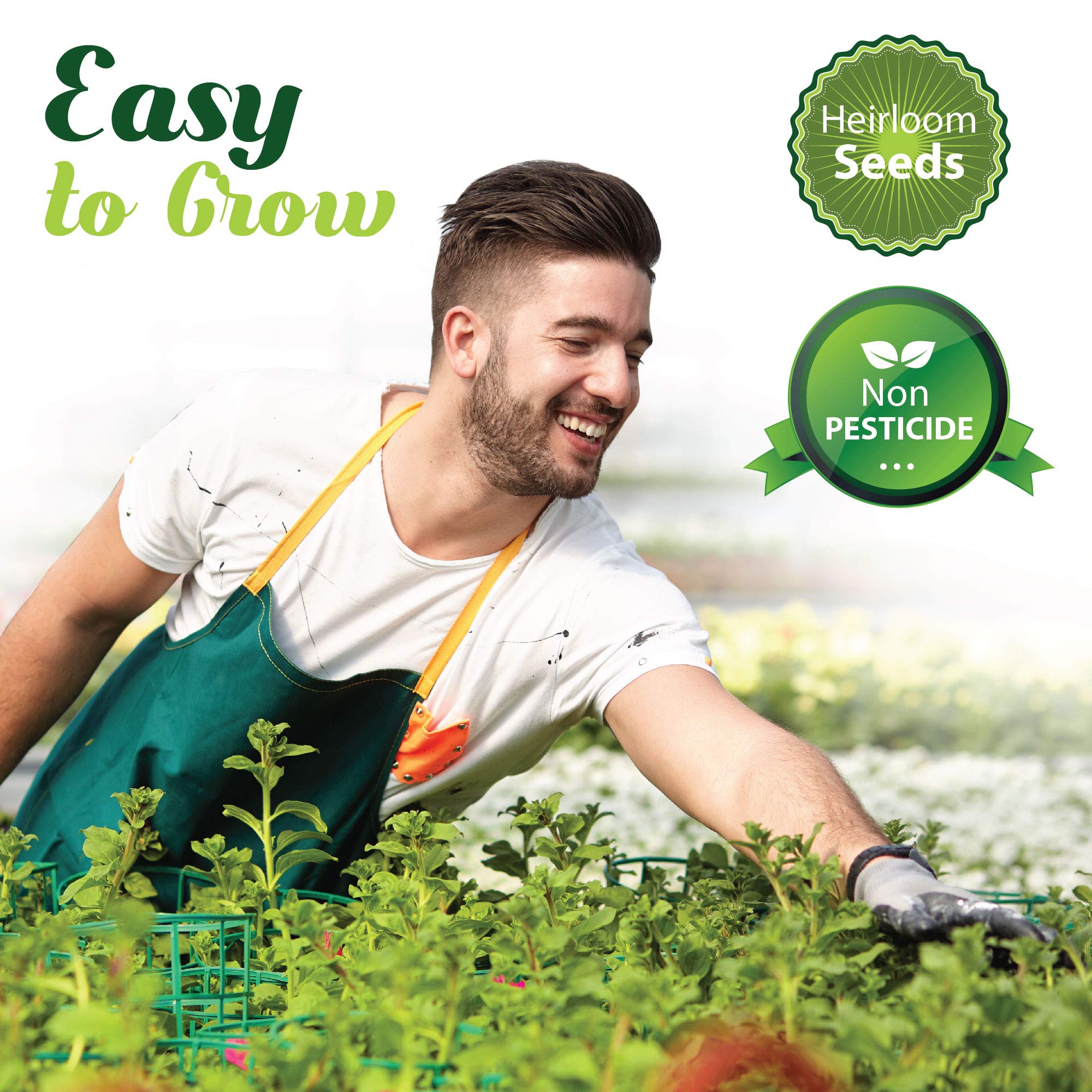 Amazon.com : 3700 Culinary Herb Seeds for Planting Indoor and