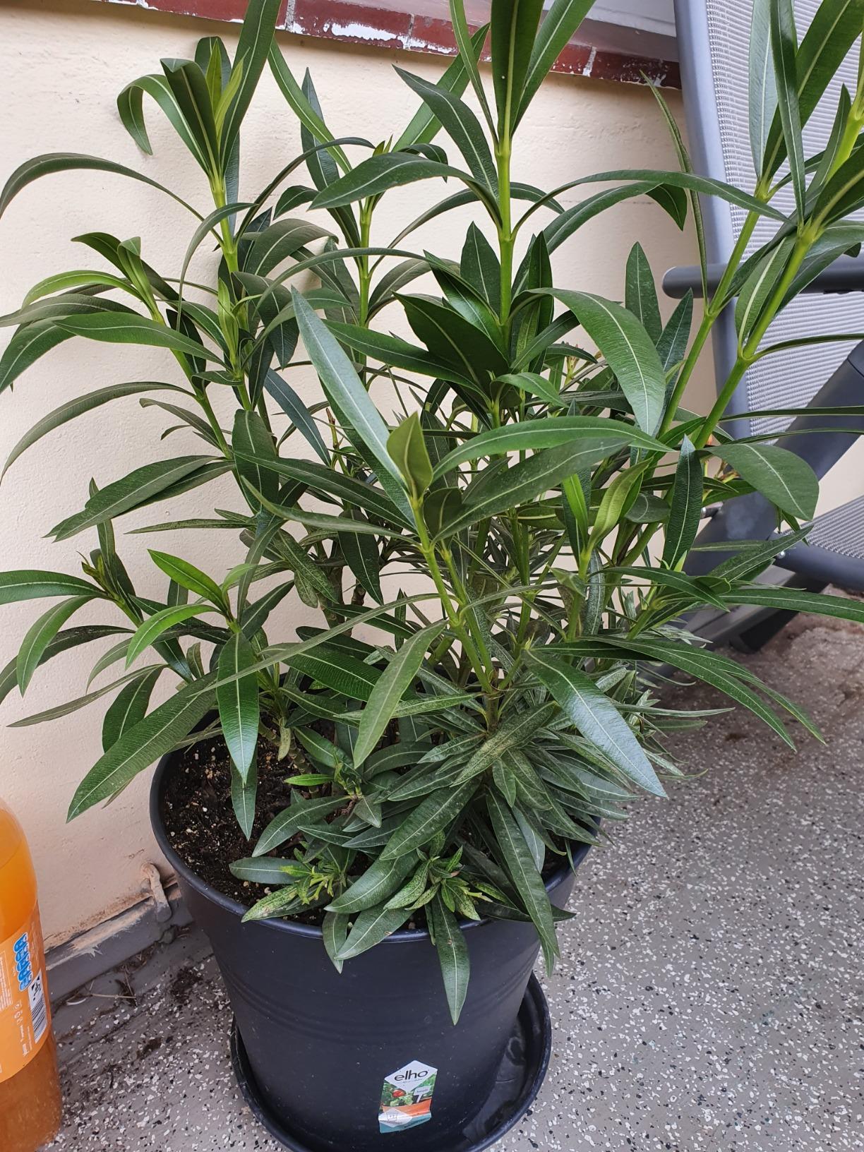 Oleandererde Olivenerde Profi Linie Substrat, die Erde für Oleander und ...