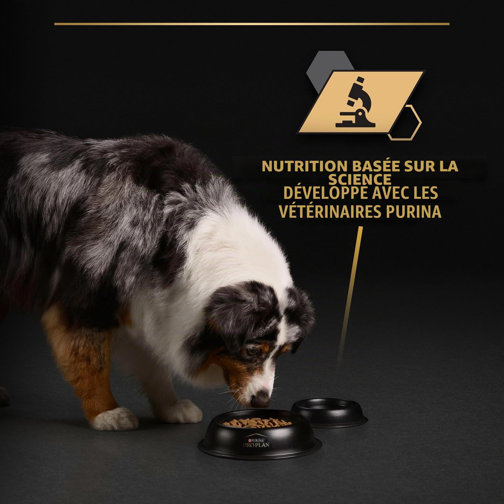 Purina Pro Plan - pâtée en Gelée pour Chien Adulte Riche en Dinde - x 12