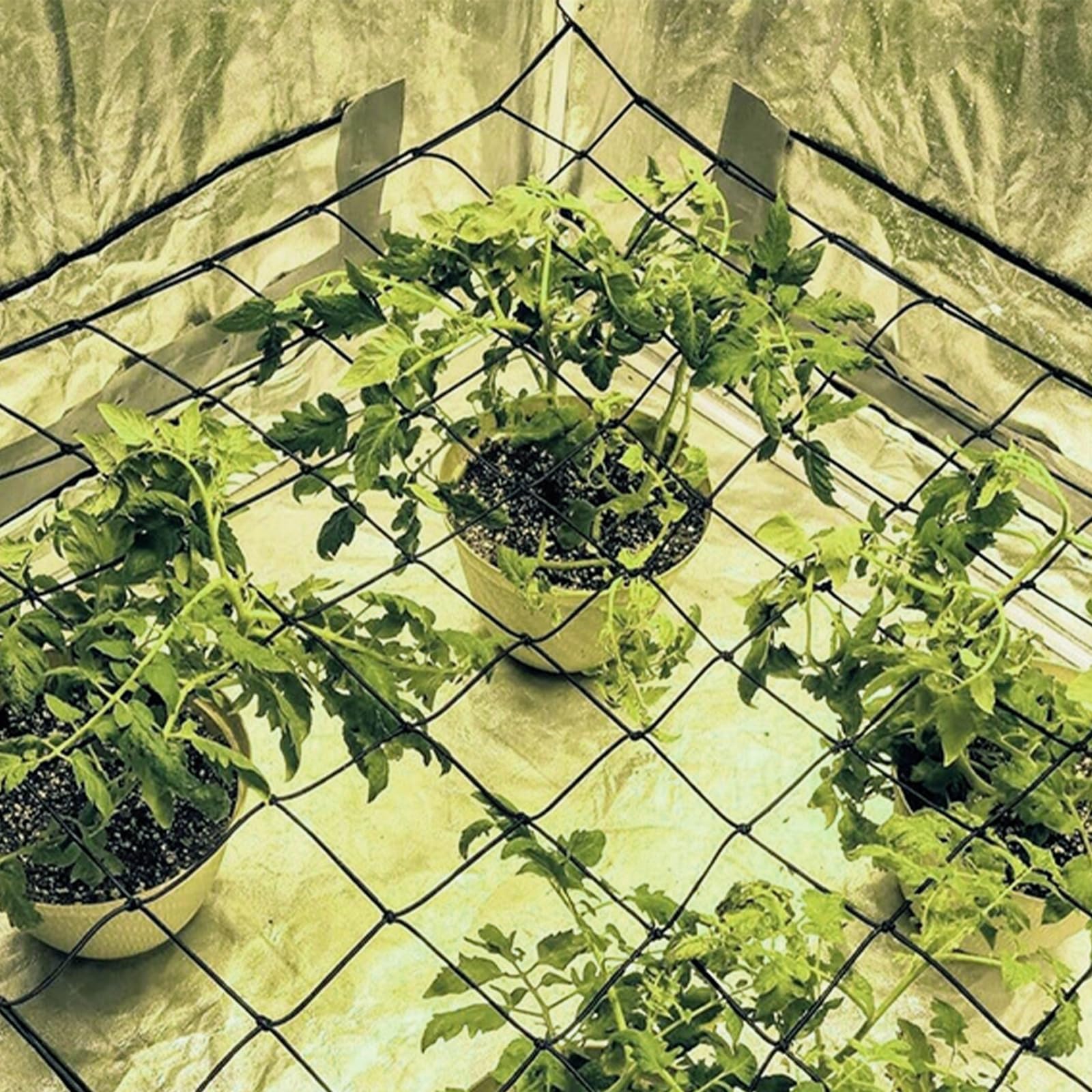 Wachsen Zelt Netz Growzelt Elastisches Ranknetz 80x80 mit 4 Haken fr  Kletterpflanzen : Amazon.de: Garten