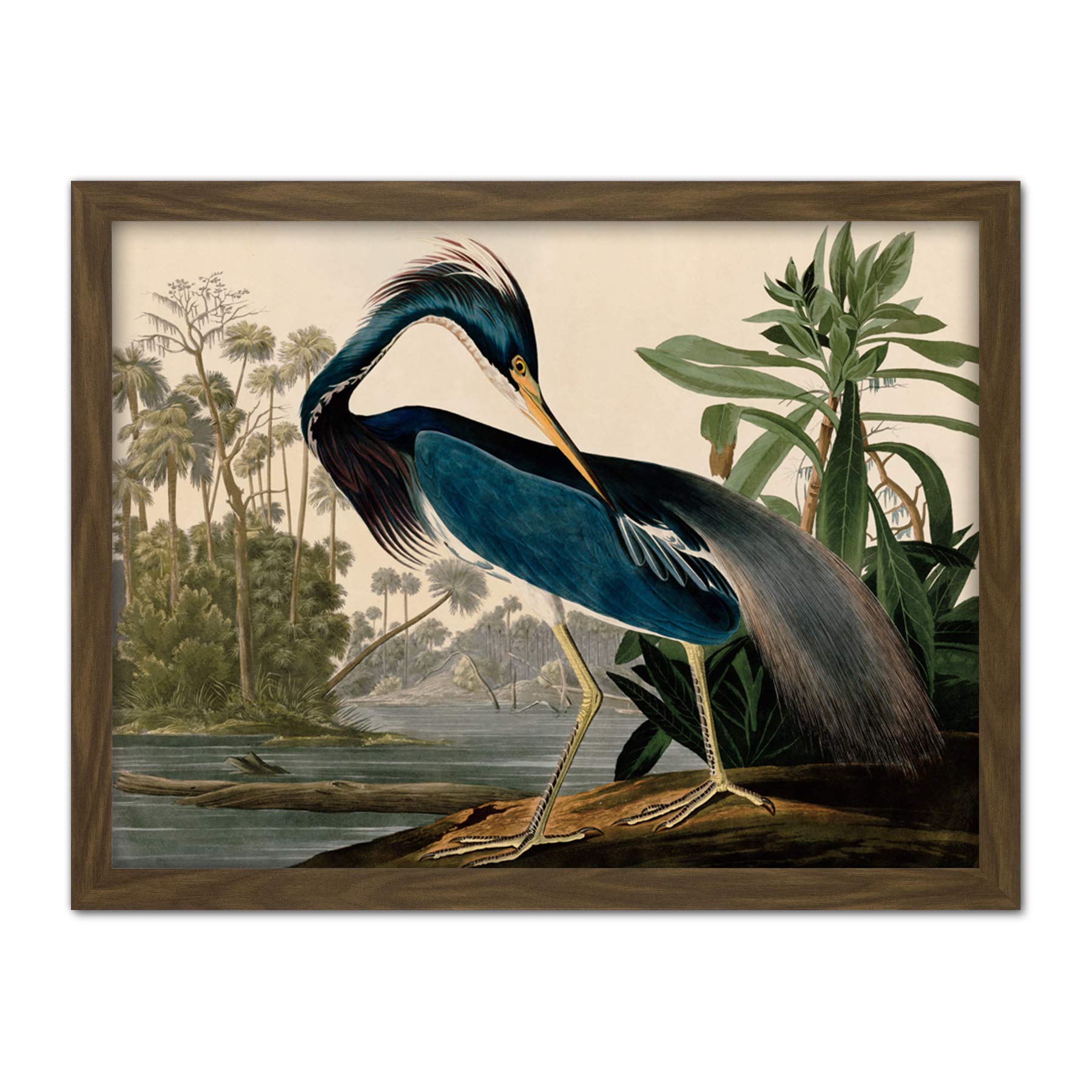 Artery8 Audubon Birds Louisiana Heron Painting Artwork Framed Wall Art Print 18X24 Inch