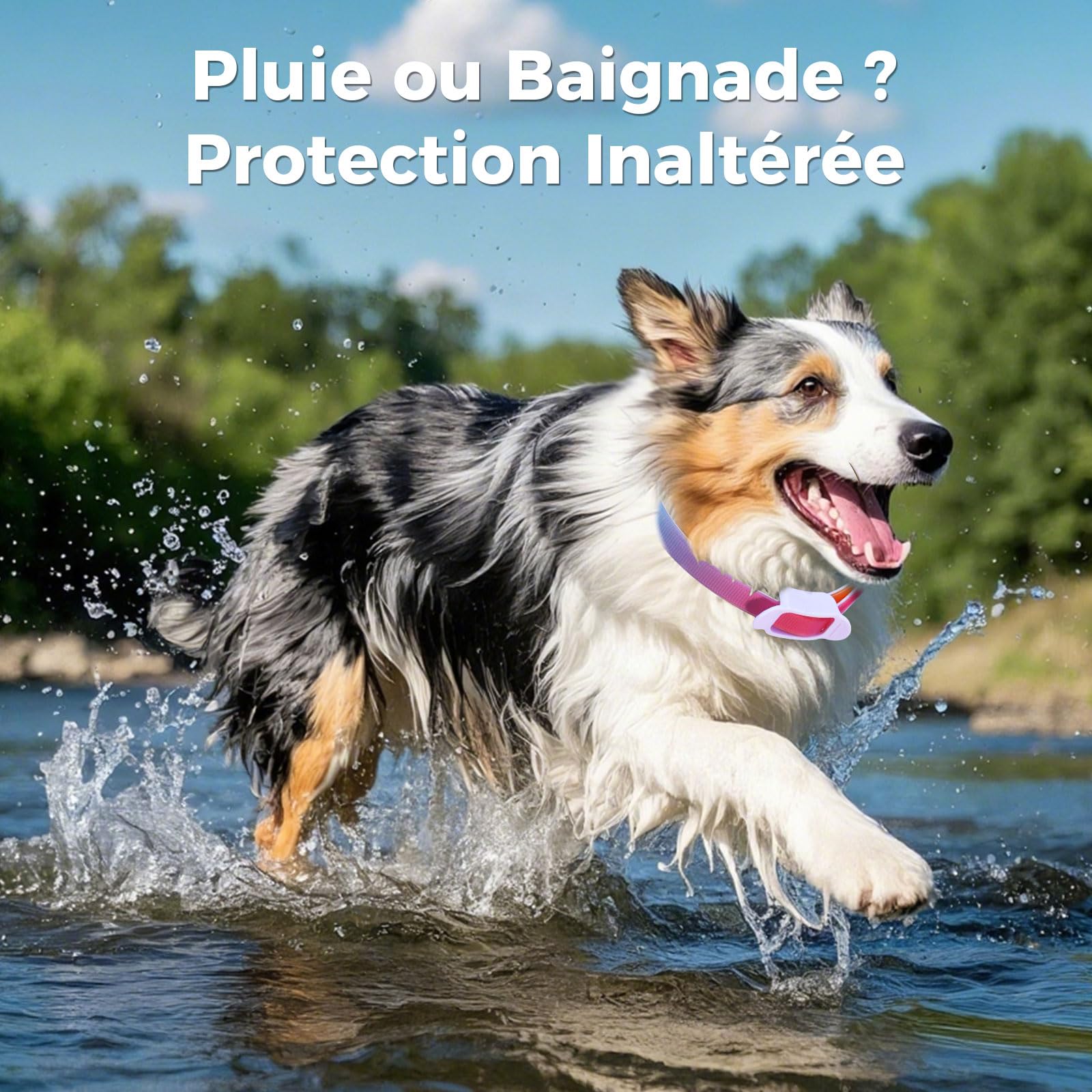 Collier Anti-Parasites pour Chien, Protection Continue 8 Mois, Anti-Puces & Anti-Tiques, Réglable 69cm, Résistant à l'eau