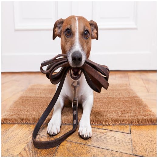 Dog Training: Tips & Techniques for Beginners