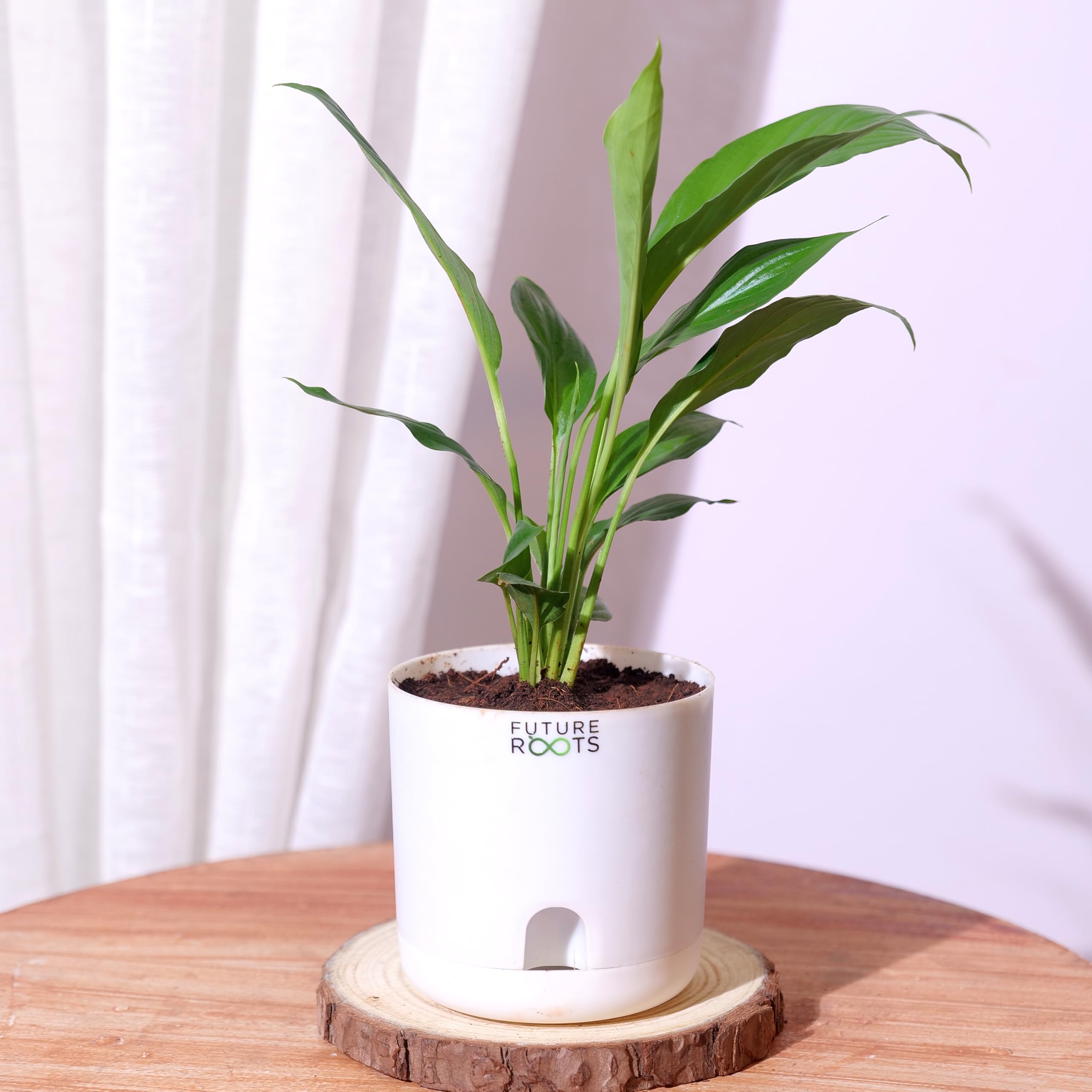 FUTURE ROOTS Live Peace Lily Plant – Indoor Air Purifying Plant with Elegant White Blooms, Low Maintenance House Plant for Home & Office Décor, Perfect for Gifting (With Pot)-image-47
