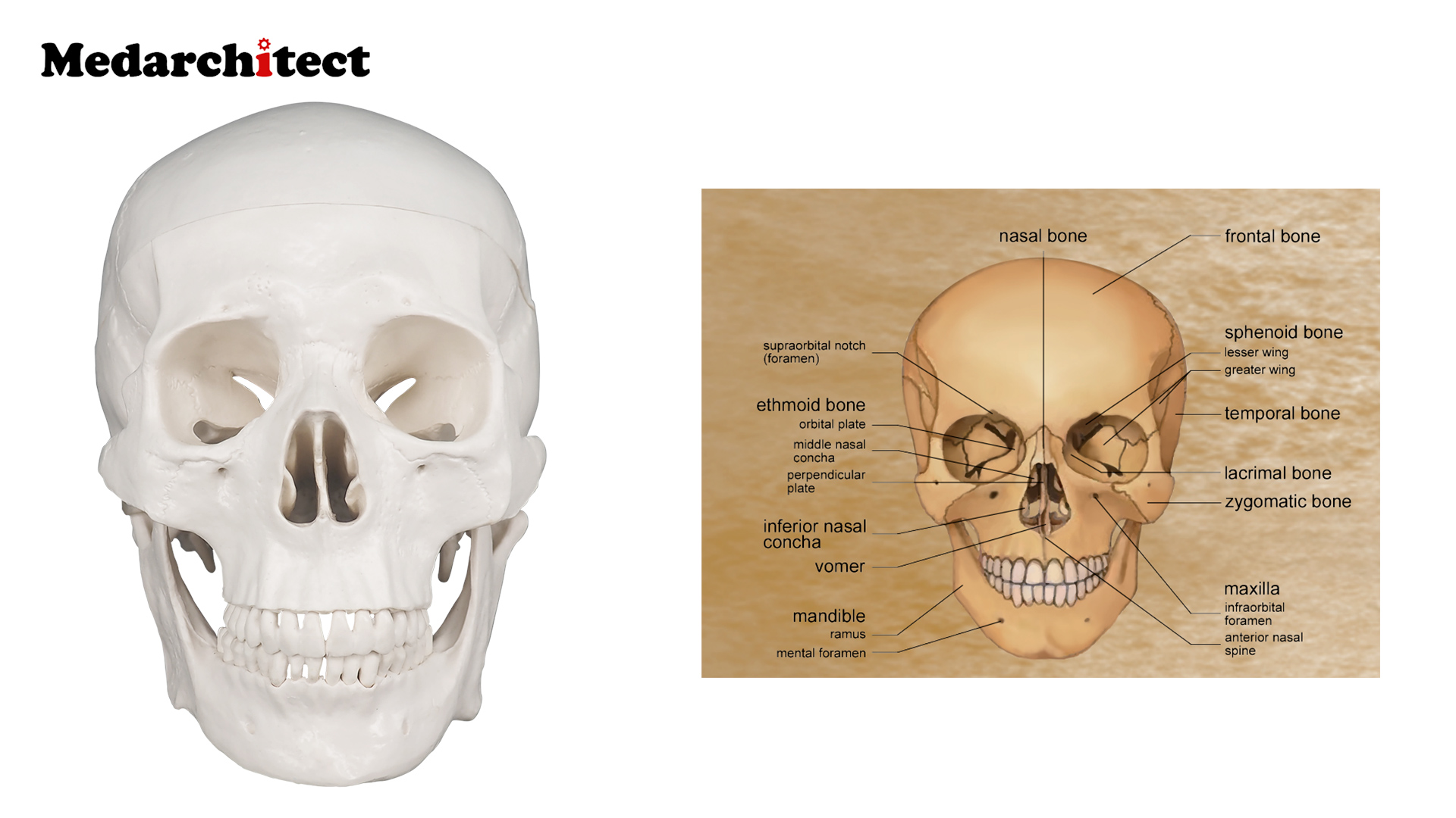 Amazon.com: Human Skull Model, Life Size 3-Part Anatomical Model
