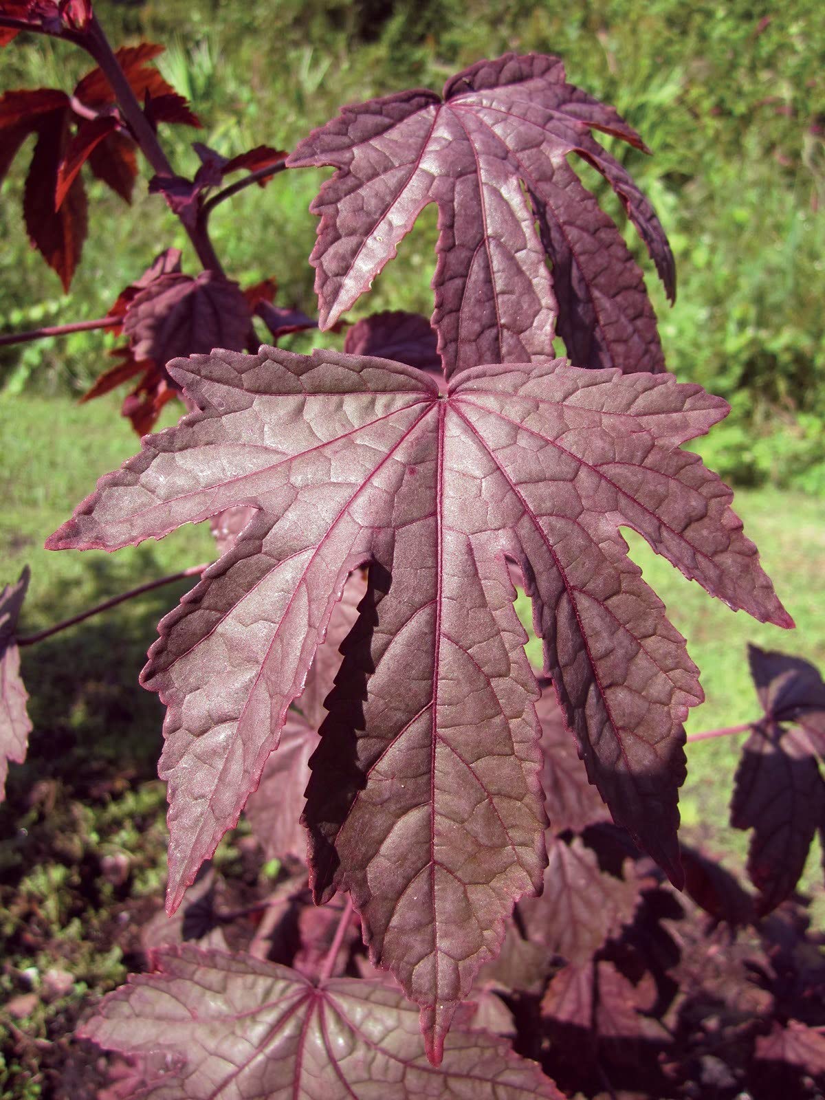 SHOP 360 GARDEN AMBADI/GONGURA/PULICHAKEERAI (Fresh RED) Seeds for Growing - Pack of 10 Grams (B09239KWX1) Amazon Price History, Amazon Price Tracker