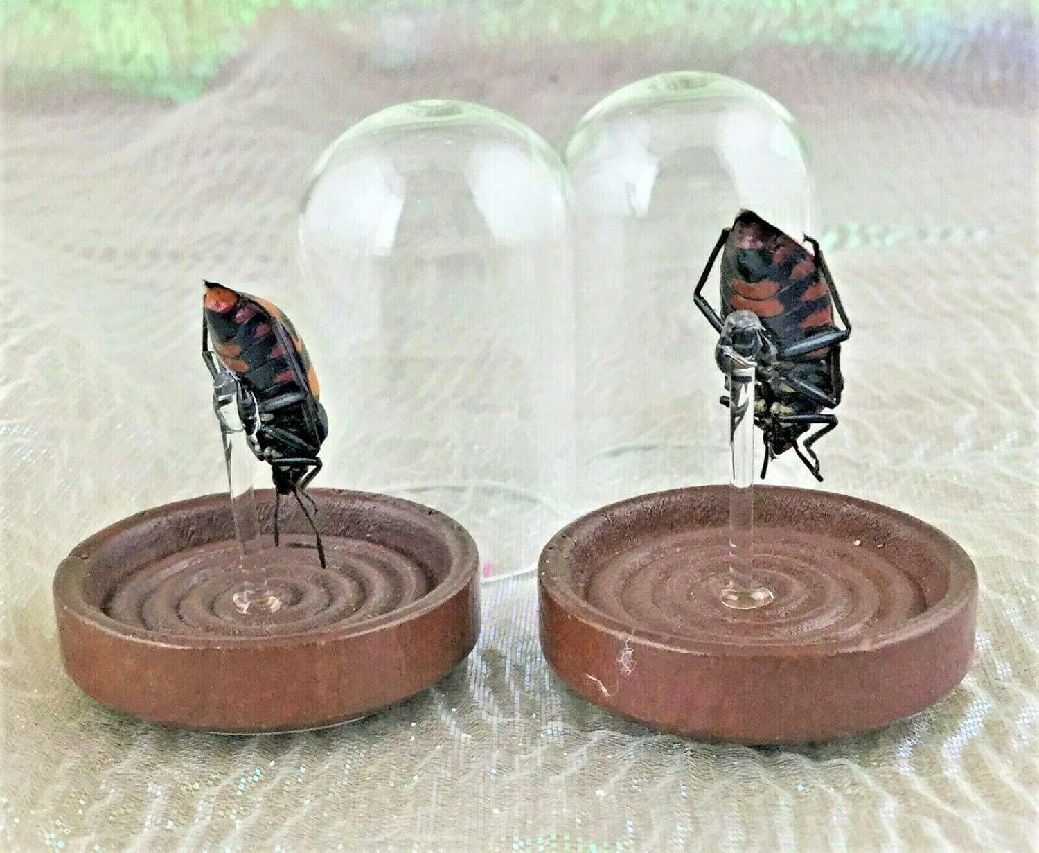 Entomology Man Faced Beetle Glass Dome Display Collectible Bug