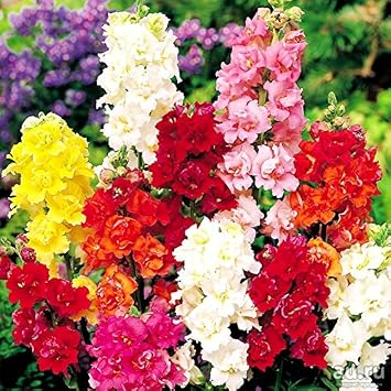 Dwarf Snapdragon Seed Mix 1000+ Seeds for Planting Indoors and Outdoors Low Height Dragon Flowers Dogs Mouth Lions Mouth Toads Mouth Antirrhinum
