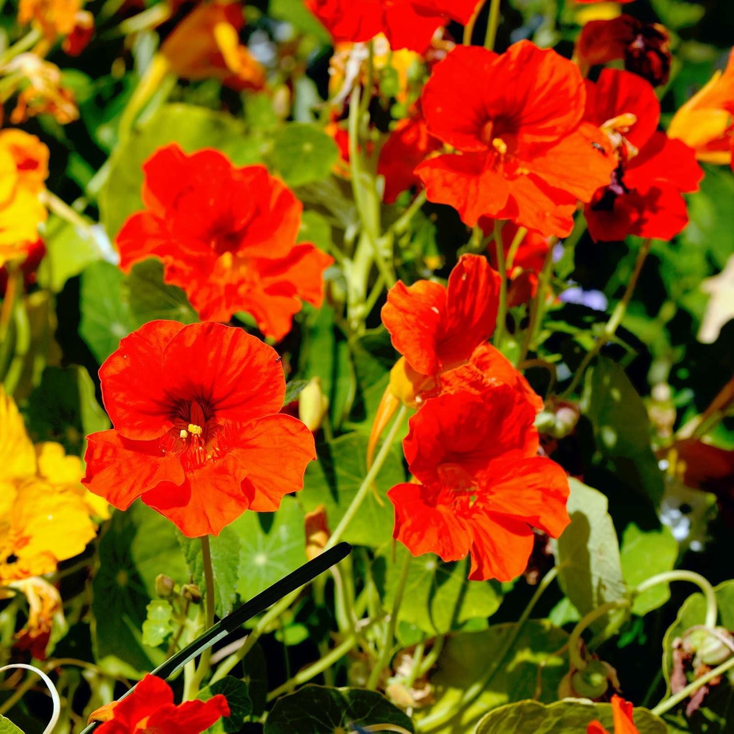 Nasturtium Flower Garden Seeds - Jewel Mix - 1 Lb - Annual Flower Gardening Seeds - Tropaeolum majus