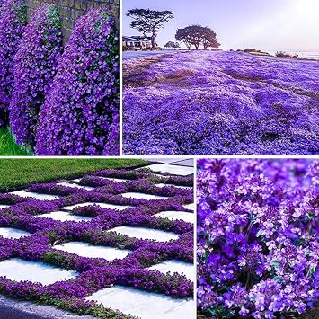 21000+ Magic Purple Creeping Thyme Seeds for Planting Ground Cover Plants Heirloom Flowers Perennial Thyme Non-GMO Thymus Serpyllum Seed