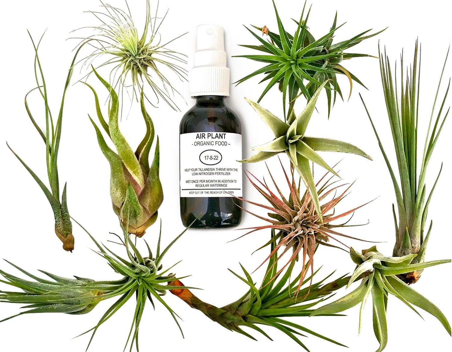 12 Pcs Tillandsia Air Plant Lot/Kit Includes 11 Plants and 1 Bottle of Organic Air Plant Fertilizer Food/Plus Gifting Box