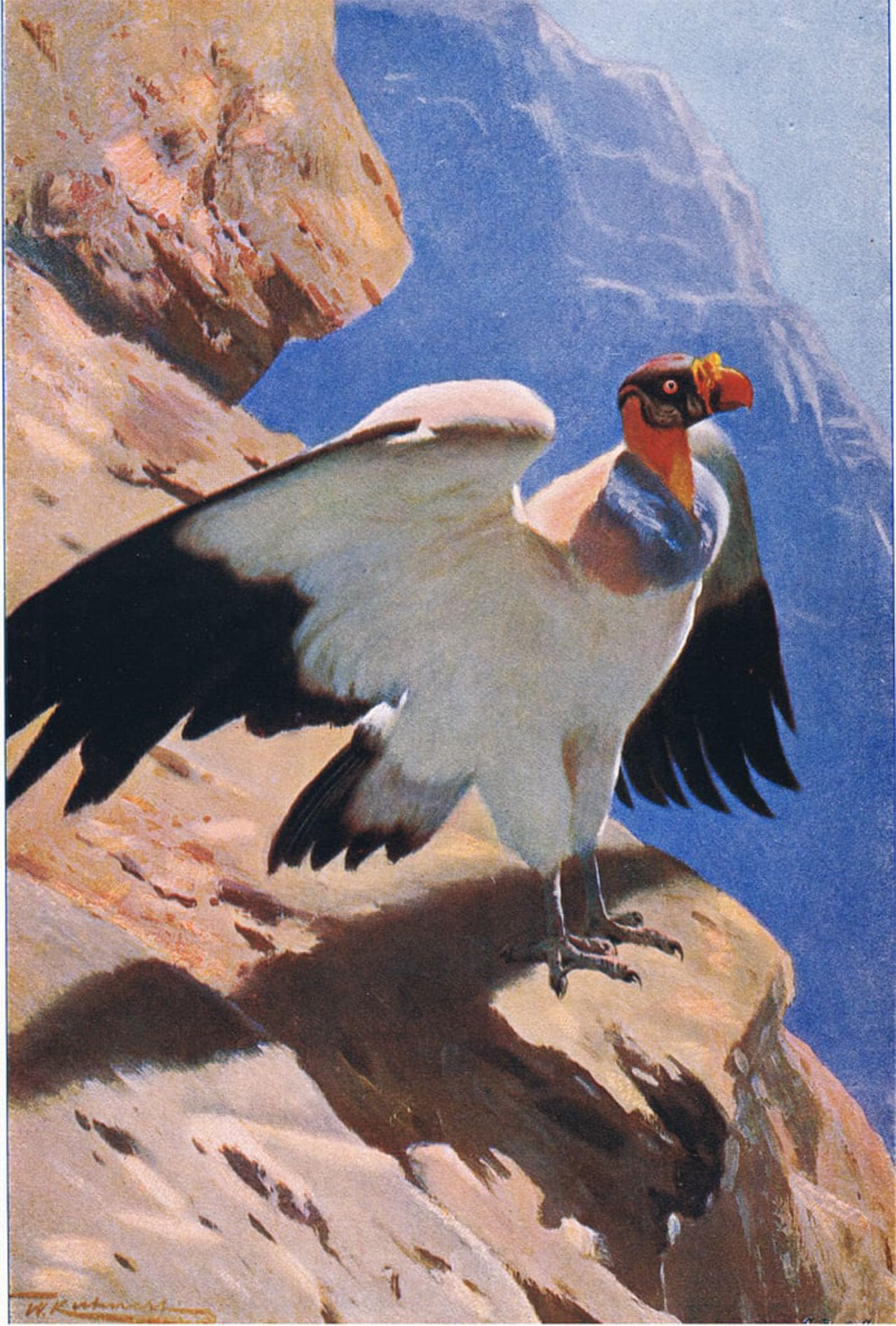 HRJUBWREE Retro Picture Art Painting Wall Poster King Vulture From Wildlife of the World by Wilhelm Kuhnert Vintage Art Print for Home Decor 60x90cm