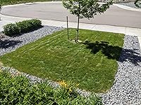 Review Image by Ratboy Ratboy