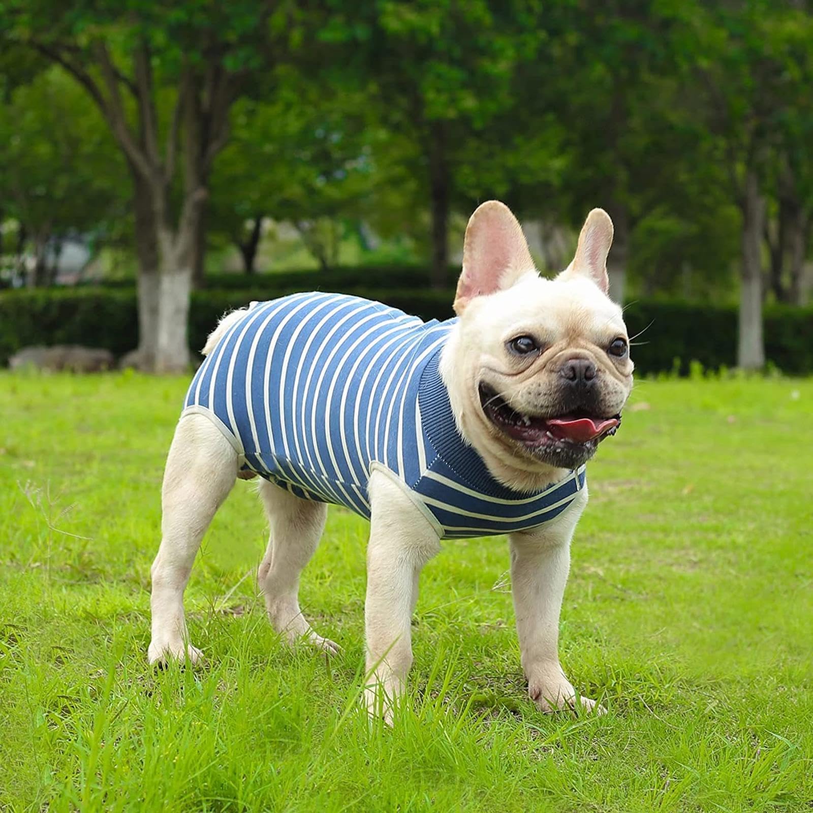 Tuta da recupero per cani - Camicia da recupero per maschio e femmina Tuta da recupero alternativa per intervento chirurgico addominale per cani - Camicia da recupero per maschio e femmina -Vu01,Blu