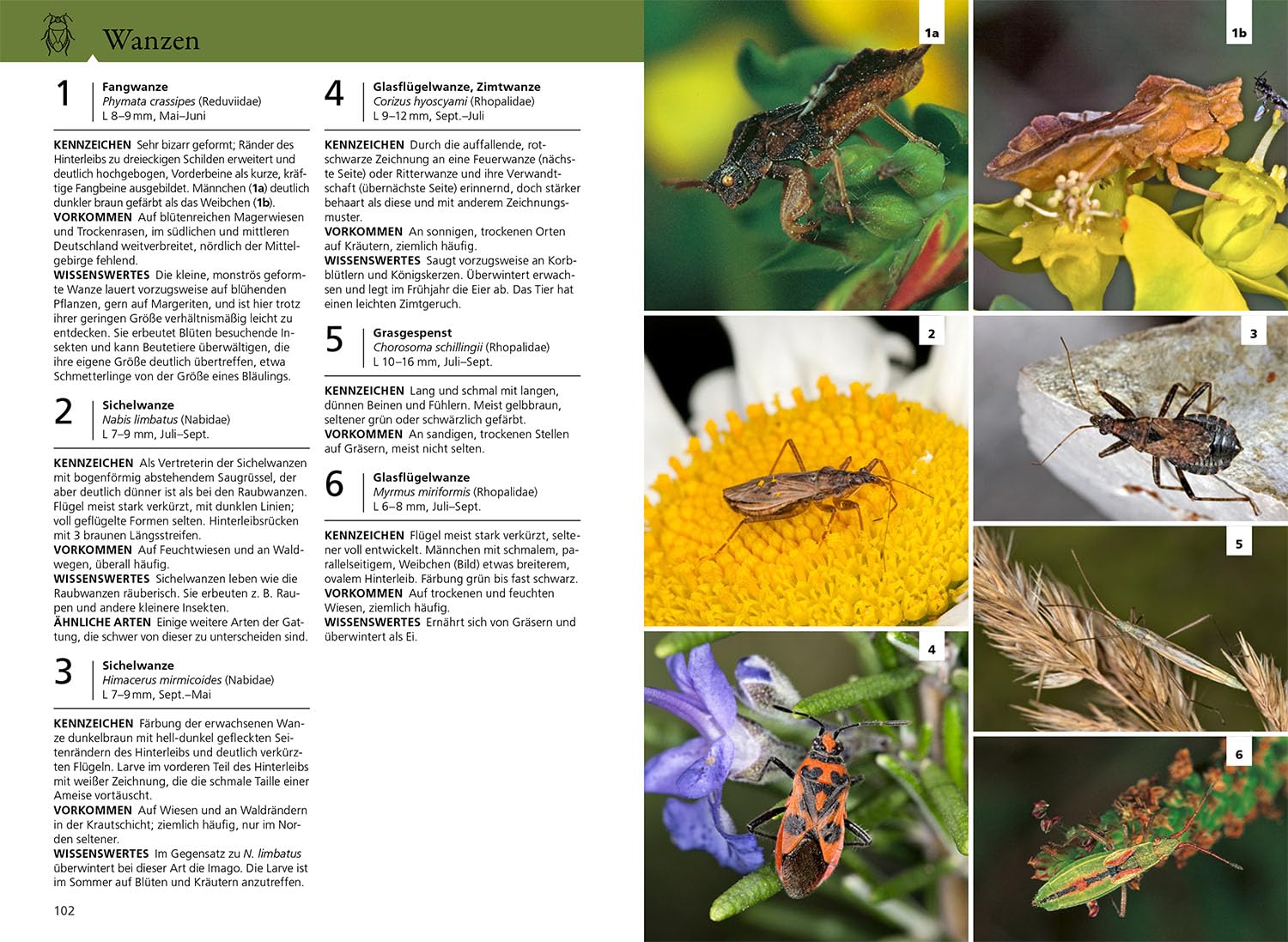 Der KOSMOS Insektenführer