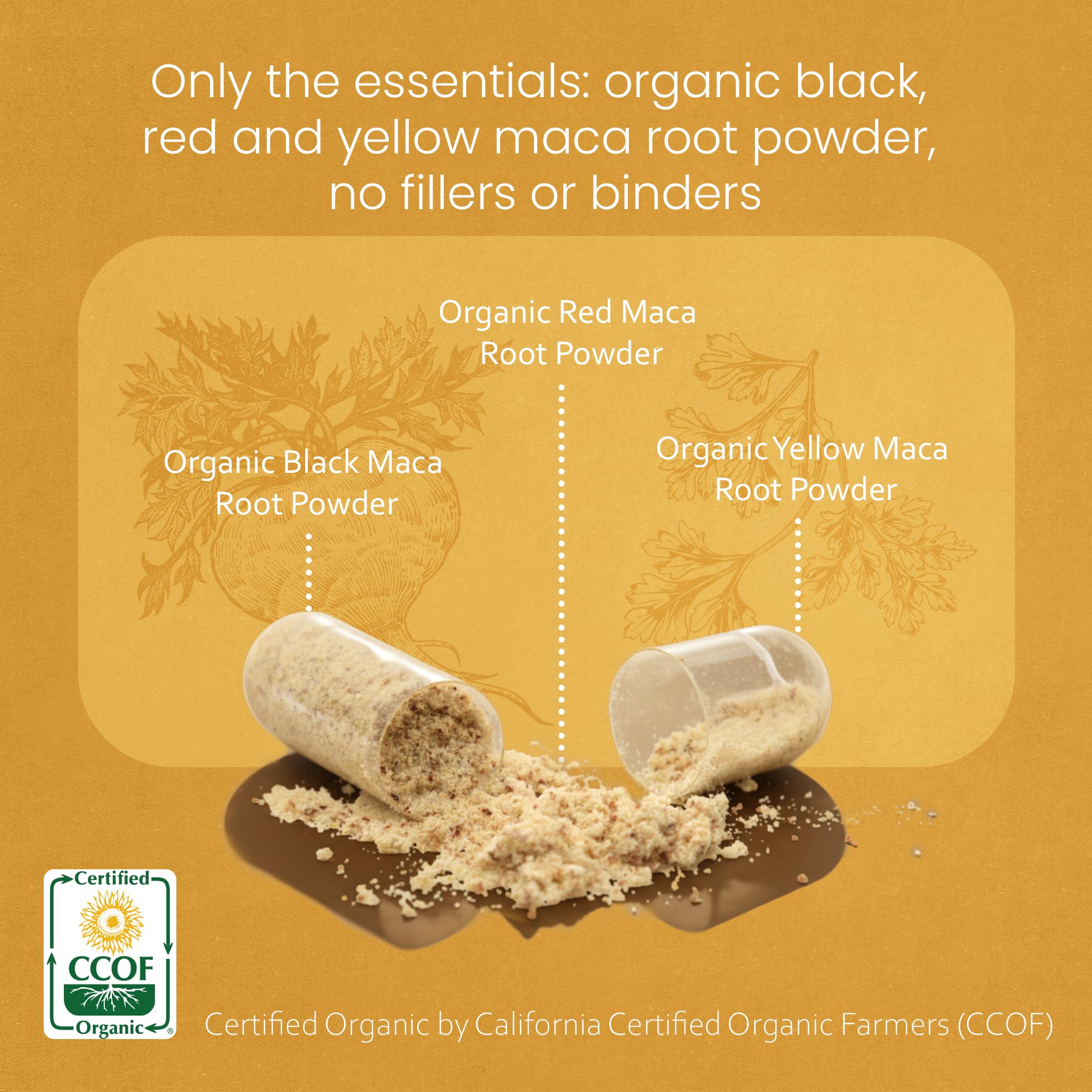 NaturaLife Labs Organic Maca Root – Black, Red & Yellow – 1900 mg per Serving – 150 Capsules – Gelatinized Peruvian Maca – Non-GMO, Gluten-Free, Vegan — Amazon image 3