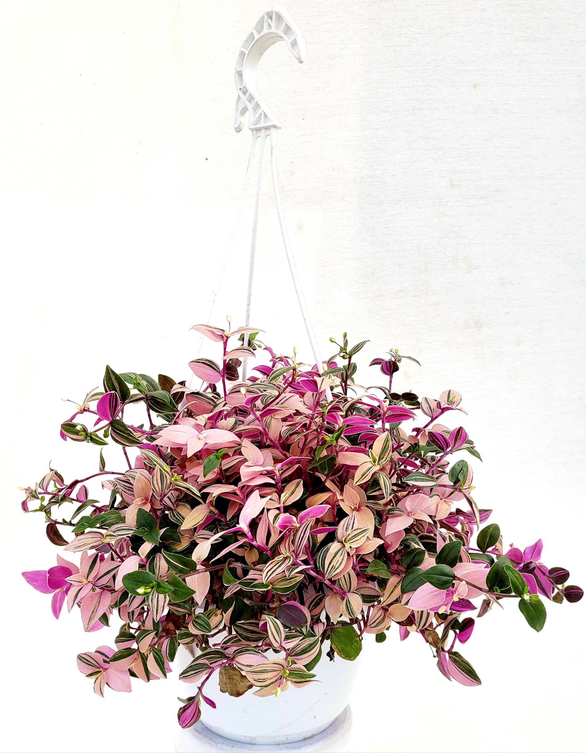Tradescantia fluminensis Quadricolor erba miseria rosa variegata
